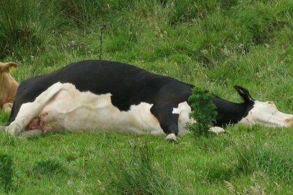 What Is Cow Tipping Meaning