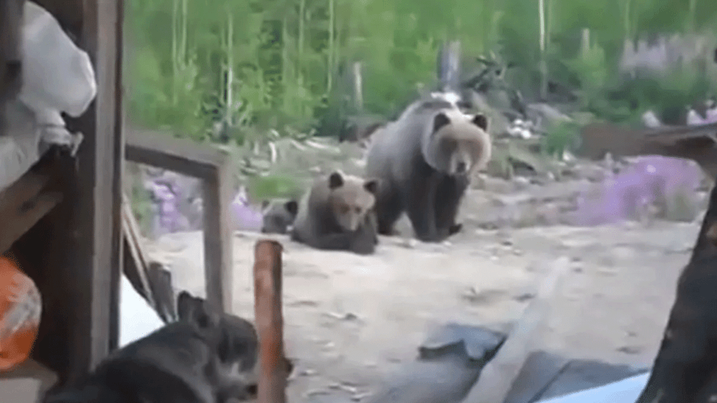 Sakhalin Island Bear Attack