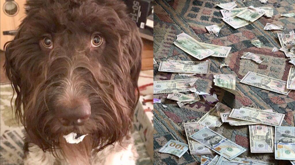 Cecil Dog Ate Cash 1