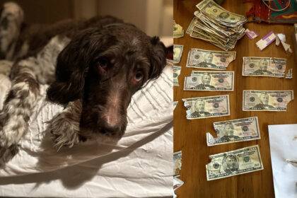 Cecil Dog Ate Cash