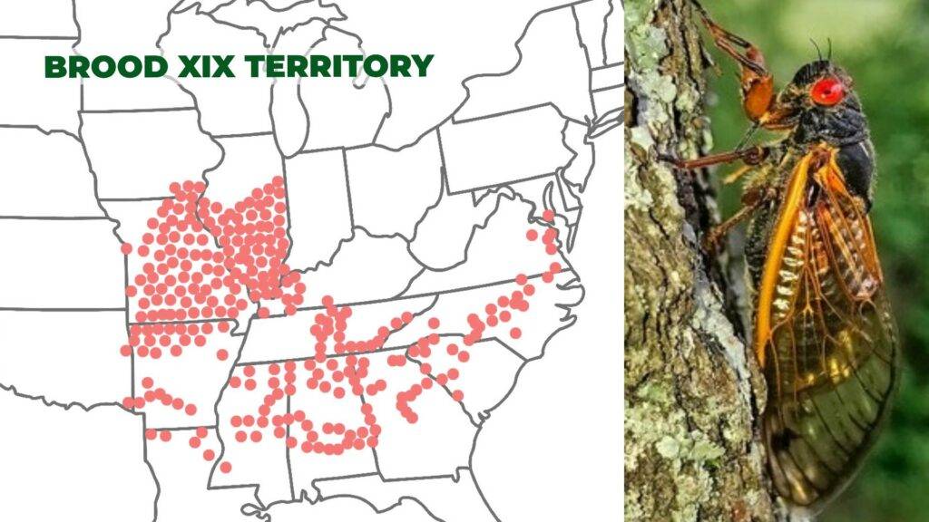 Check 17 Year Cicada Emergence Map