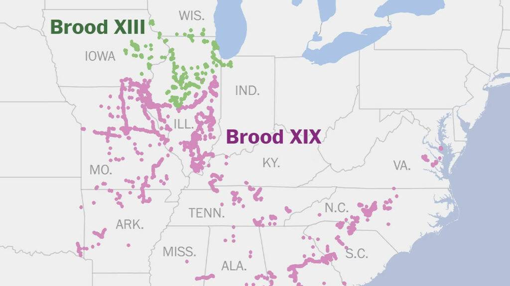 Cicada Brood Map 2024