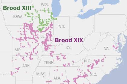 Cicada Brood Map 2024