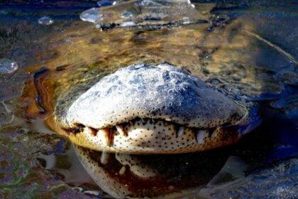 Frozen Alligators North Carolina