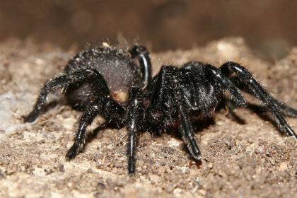 Funnel Web Spiders Found