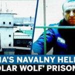 Arctic Circle Polar Wolf Prison