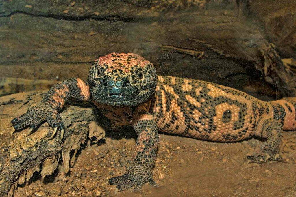 Colorado Man Dies After Gila Monster Pet Bite