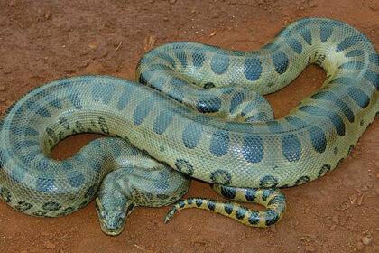 Green Anaconda