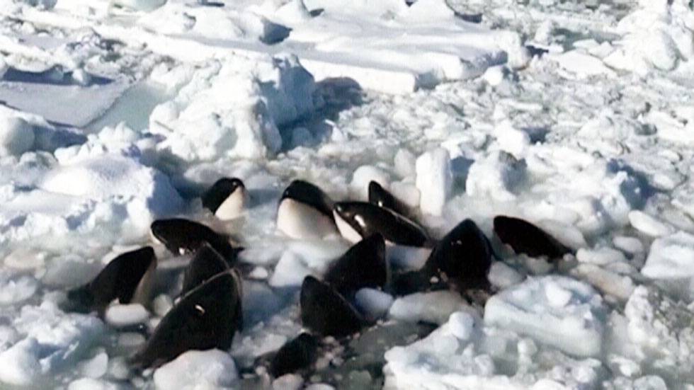 Killer Whales Trapped