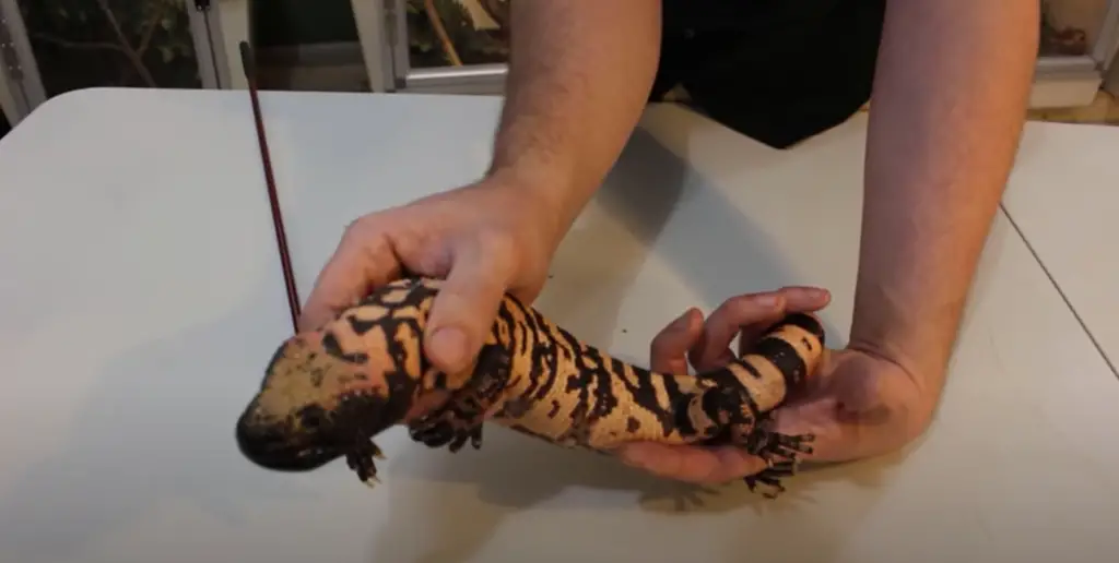 Man Killed By Gila Monster News