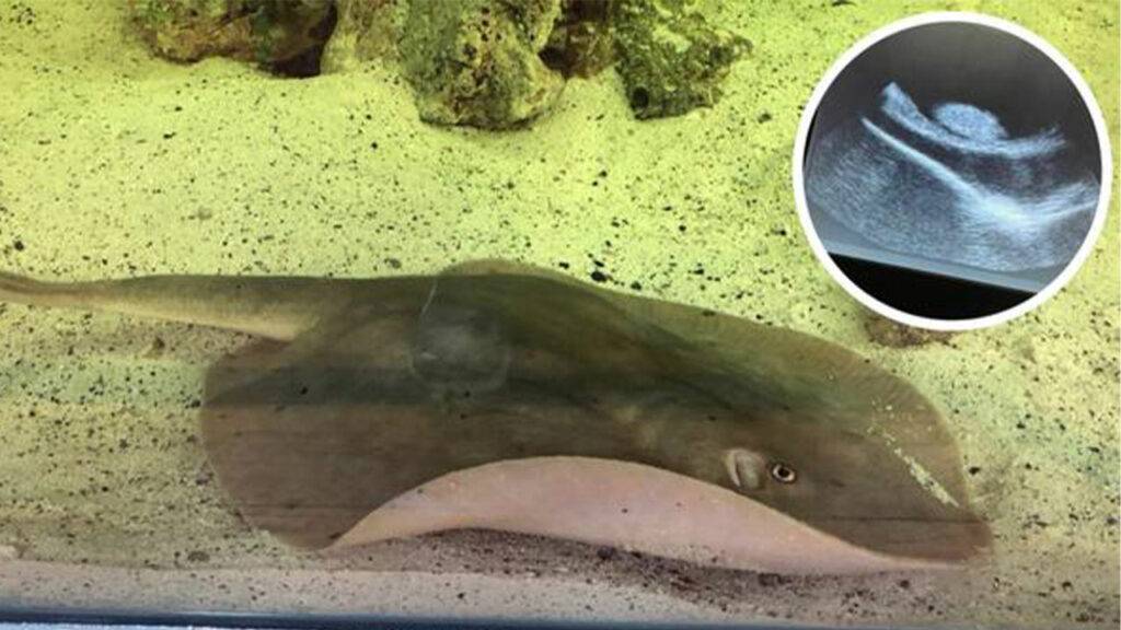 Nc Aquarium Stingray Pregnant Xray 1