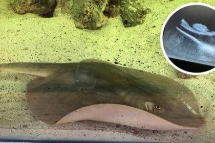 Nc Aquarium Stingray Pregnant Xray 1