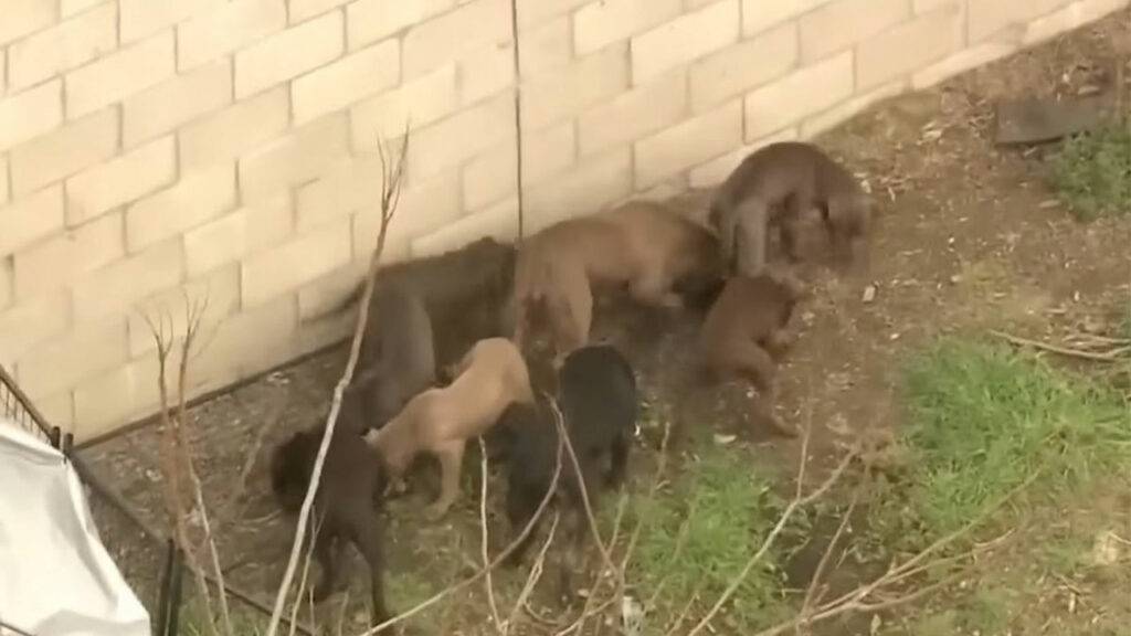 Pit Bull Breeder Killed