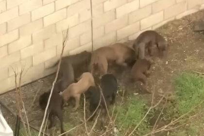 Pit Bull Breeder Killed